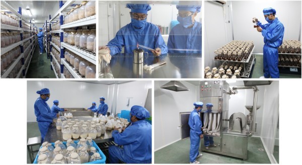 red yeast rice production1 
