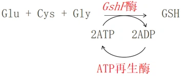 Enzyme method