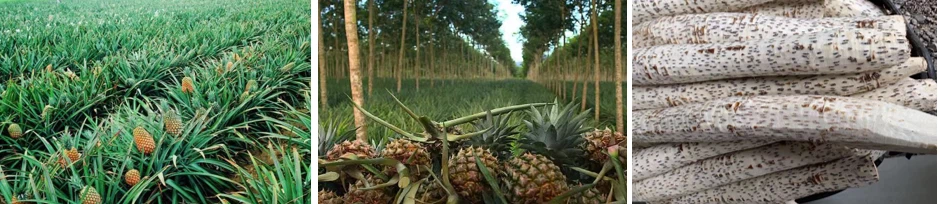 Bromelain Enzyme Powder plant base Bromelain Enzyme Powder plant base