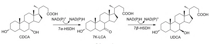 UDCA coenzyme cycle UDCA coenzyme cycle