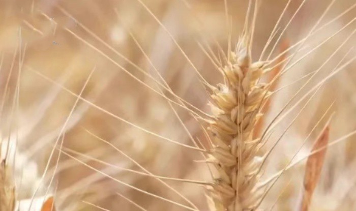 news-1-1 wheat germ spermidine powder