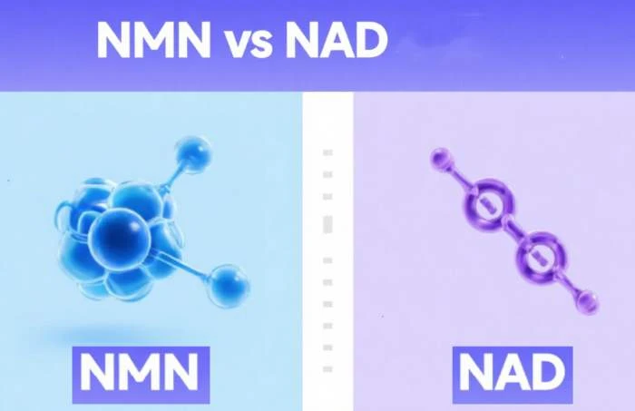 NMN vs NAD NMN vs NAD