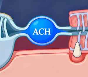 Acetylcholine citicoline bulk Acetylcholine citicoline bulk