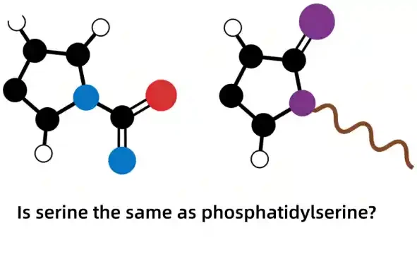 Is Serine The Same As Phosphatidylserine Is Serine The Same As Phosphatidylserine