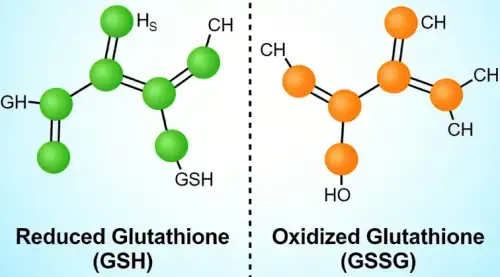 reduced glutathione GSH and oxidized glutathione GSSG reduced glutathione GSH and oxidized glutathione GSSG