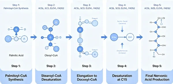 What Is The Relationship Between Nervonic Acid And Fatty Acids What Is The Relationship Between Nervonic Acid And Fatty Acids