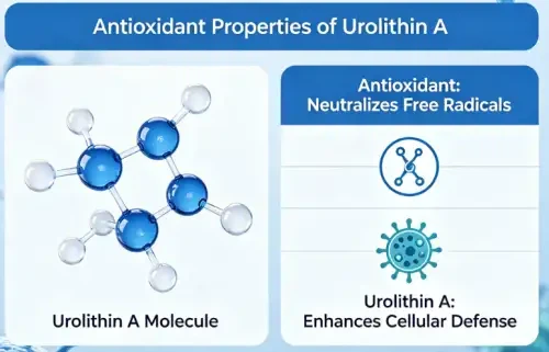 Is Urolithin A An Antioxidant Is Urolithin A An Antioxidant