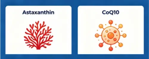 Astaxanthin And Coenzyme Q10 Astaxanthin And Coenzyme Q10