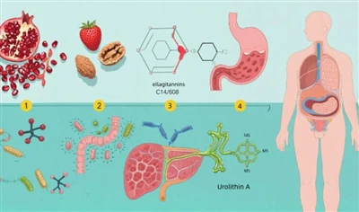 What Foods Are High In Urolithin A?