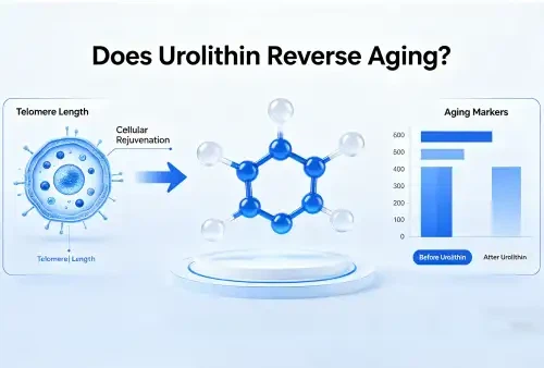 Does Urolithin A Reverse Aging?