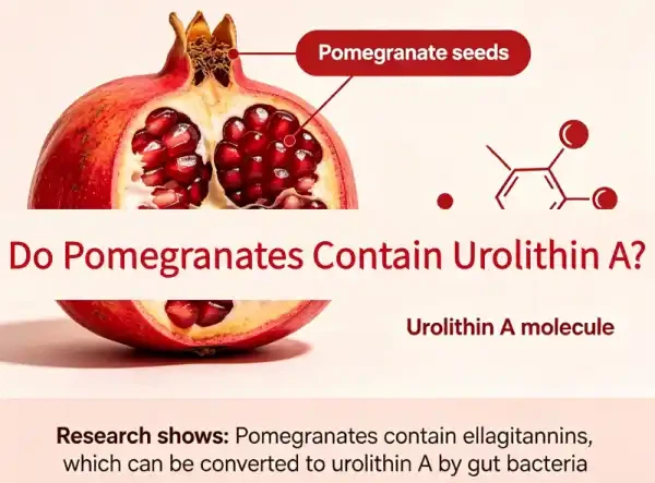 How Much Urolithin A in Pomegranate?