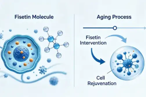 Can Fisetin Reverse Aging？