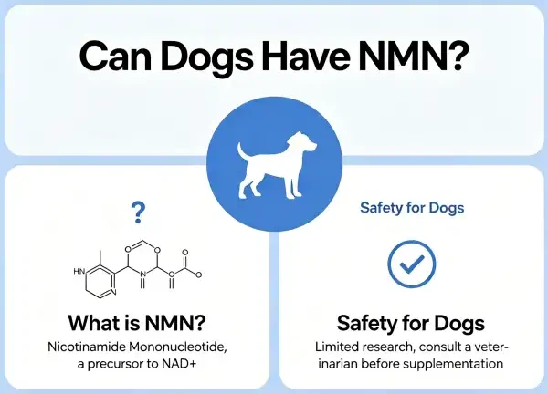 Can Dogs Have NMN?