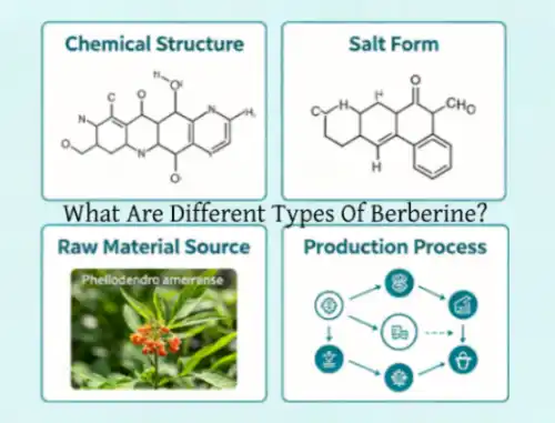 What Are Different Types Of Berberine?