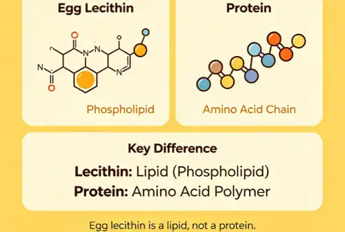Is Egg Lecithin A Protein?