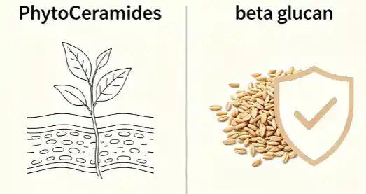 Phytoceramides Vs Beta-Glucan