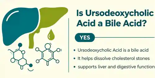 Is Ursodeoxycholic Acid A Bile Acid?