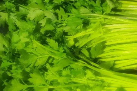 Apigenin powder Apigenin powder