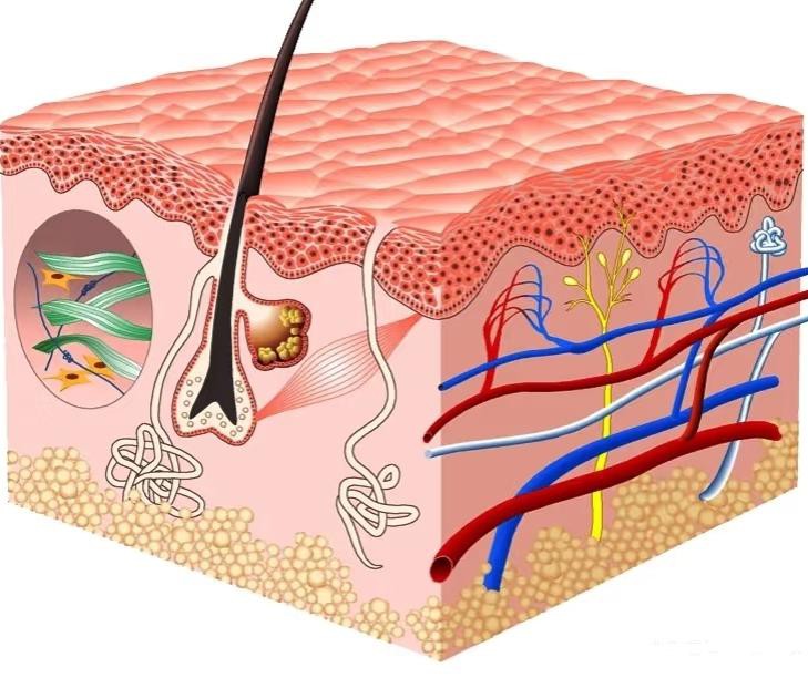 Hyaluronic Acid skin Hyaluronic Acid skin
