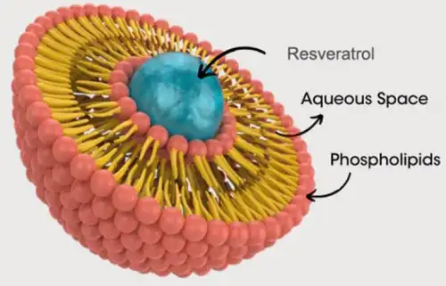 Liposomal Resveratrol Liposomal Resveratrol